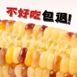 鑫洪腾 小甜糯彩玉米 速食粗粮 真空袋装