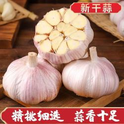 果椿礼 2026年新鲜山东金乡紫皮大蒜头特大干蒜5斤多瓣农家蔬菜批发新蒜