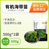 溢源 福建霞浦有机盐渍海带苗 500g