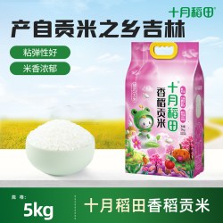 十月稻田 香稻贡米5kg东北大米香米饭团用米2024年新米