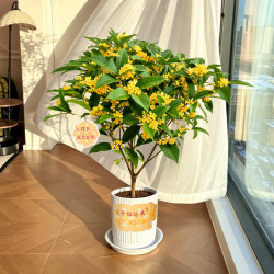 京东鲜花 桂花盆栽 土培绿植 4-5年 送盆贴