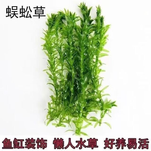 京喜 蜈蚣草水草植物懒人鱼缸真水草造景水培阴性净化水质生态 蜈蚣草15颗