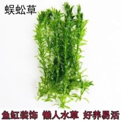京喜 蜈蚣草水草植物懒人鱼缸真水草造景水培阴性净化水质生态 蜈蚣草15颗
