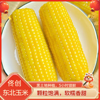 佟创 东北黄糯玉米 新鲜糯甜玉米棒 代餐轻食真空包装玉米生鲜 哈喽彩袋东北黄糯玉米200g*6个
