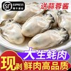 苏渔海岸 鲜活生蚝现剥生蚝肉新鲜牡蛎肉蛎蝗去壳纯蚝仔肉海鲜水产火锅食材
