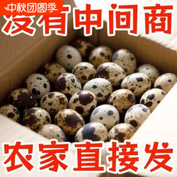 武冠 新鲜生鹌鹑蛋农家自产散养儿童营养辅食早餐生鲜蛋口感丰富细腻
