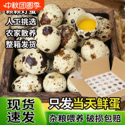 武冠 新鲜鹌鹑蛋生蛋绿色杂粮生鲜蛋孕妇宝宝辅食鹌鹑蛋鹑鸟蛋鲜鹌鹑蛋