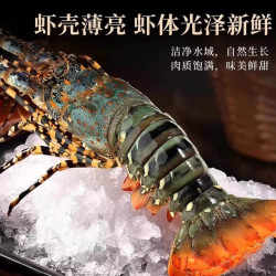 缤鲜 特大龙虾小青龙波士顿龙虾鲜活冷冻澳龙龙虾澳洲花龙海鲜水产礼盒