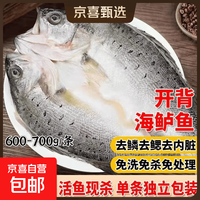 深海白蕉七星三去开背海鲈鱼鲜活生鲜速冻清蒸高营养净重整条