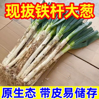 移动端：鲜锦王 山东铁杆大葱新鲜甜葱非章丘长白毛葱蘸酱嫩葱批发便宜3斤5斤9斤