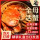 江问鱼 大个的、每只23元！全母3.3-3.6两/只 现货大闸蟹8只礼盒装（去绳足重、死蟹包赔）
