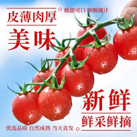 京鲜生 力度升级、再打8折!串收小番茄新品玲珑串 净重1kg