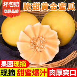 甜果源 黄金蜜瓜 净重4.5-5斤