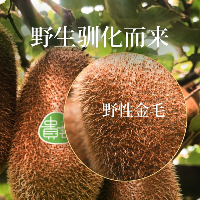 田园东方 修文贵长猕猴桃 15 枚 50-70g