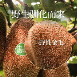 田园东方 修文贵长猕猴桃 15 枚 50-70g