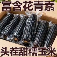 新鲜当季真空包装26年头茬黑糯玉米