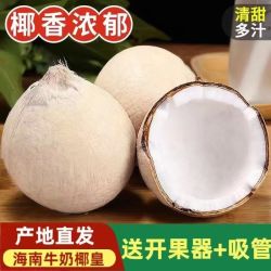 蟹小江 海南牛奶椰皇新鲜椰子原产地当季水果奶香水椰青榨汁椰子蛋9个装