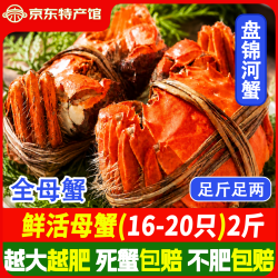 稻田河蟹鲜活盘锦稻田蟹 手工挑选无绳净重顺丰特快包邮 全母蟹丨1-1.3两16-20只