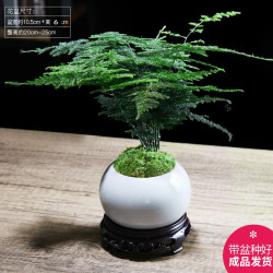 幼薇 文竹盆栽植物室内文竹+白色琉璃冰裂瓷盆+圆形底盘 带盆栽好
