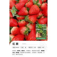 海蒂的花园 旗舰店草莓苗草莓穴盘苗可盆栽可地栽秧苗家庭阳台果蔬苗红颜草莓 红颜穴盘苗（9株）
