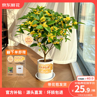 京东鲜花 桂花盆栽 土培绿植 家庭观赏