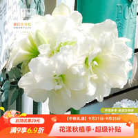 虹越 南非朱顶红种球 阿弗雷 20/24cm 1球