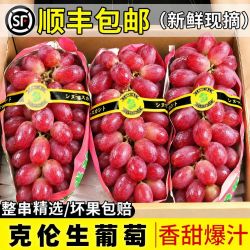 夏小农业 正宗克伦生红提脆甜提子葡萄现摘云南高端水果彩箱