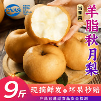 优味集 正宗秋月梨应季新鲜水果梨子山东莱阳当季脆甜雪梨 9斤 商超特大果（单果350g+）净8.5斤