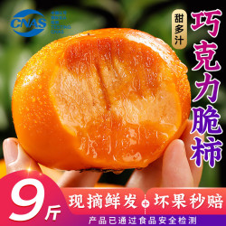 优味集 山西阳丰脆柿新鲜水果柿子巧克力脆柿 3斤精选装丨单果80g+丨净2.8-3斤