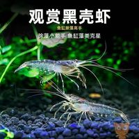 黑壳虾鱼缸鲜活清洁除藻工具虾观赏草缸宠物淡水造景饲料
