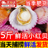 百鲜洽 精选大号小红贝 净重5斤（约10-16个/斤）