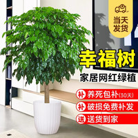 爱优尚 幸福树盆栽（绿宝净化空气 大型家用承重）棒棒糖1.1-1.3米 圆形竖纹盆
