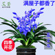 艾莹 四季兰花苗兰宝石中矮种夏带花苞出售浓香花卉新手好养盆栽 蓝宝石 2苗连体