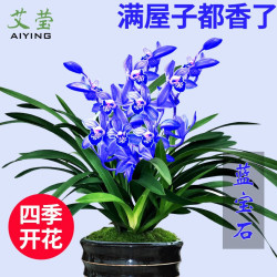 艾莹 四季兰花苗兰宝石中矮种夏带花苞出售浓香花卉新手好养盆栽 蓝宝石 2苗连体