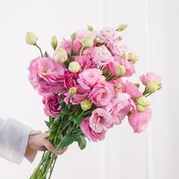 一网情深 洋桔梗鲜花插花云南昆明直发家庭水养真混色鲜切小花束手捧花百搭