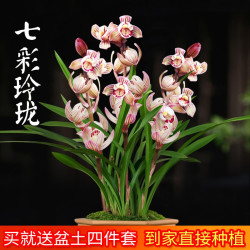 劉閣蘭花 建兰四季兰花苗超香七彩玲珑现带花苞出售有香味的阳台盆栽绿植 七彩玲珑2苗，加盆土肥