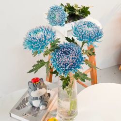 一网情深 青花瓷牡丹菊吸色鲜花水培插花家用长花期云南鲜花基地直发