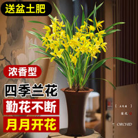 劉閣蘭花 兰花苗盆栽夏带花苞发货名贵花卉 金秋岁月四季开花绿植室内香兰 金秋岁月2苗带盆土肥