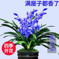 劉閣蘭花 超香建兰四季兰当年开花壮苗满屋飘香室内四季常青花卉盆栽草 3苗连体带黑色兰花盆