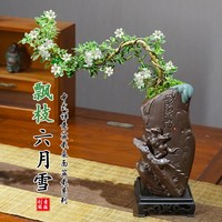 爱你一万年 飘枝六月雪盆景桌面茶几净化空气盆栽办公室内好养水培花卉绿植物