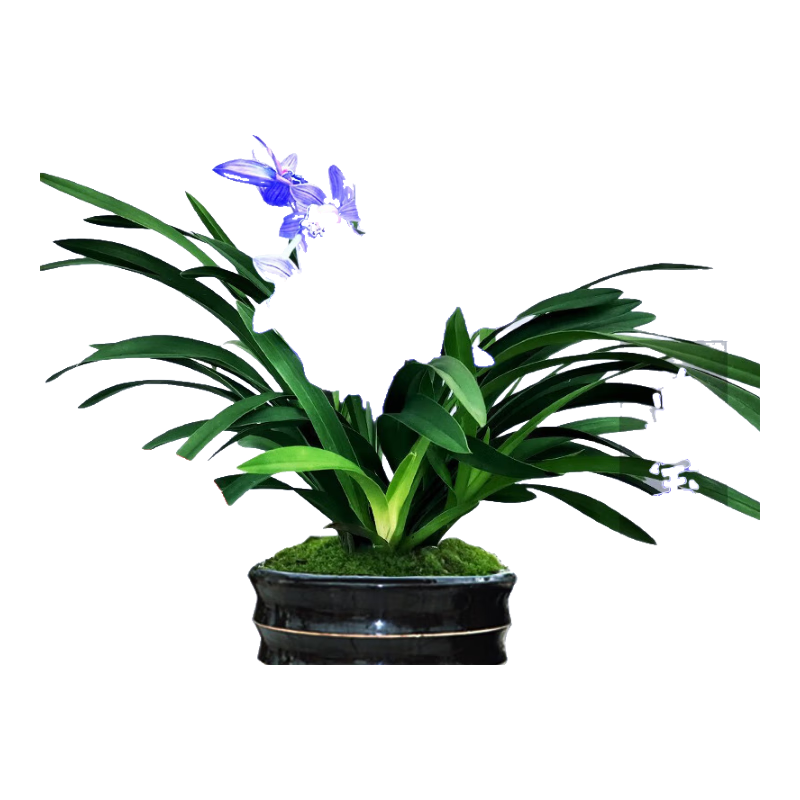 艾莹 建兰蓝宝石 浓香带花苞 5苗 盆栽