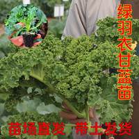 花无痕 羽衣甘蓝盆栽 大苗