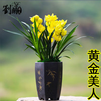 劉閣蘭花 超香兰花四季兰 黄金美人 夏带花苞出售浓香大花绿植花卉 3苗连体裸根，加盆土肥套餐