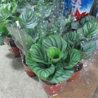 绘枫屿 青苹果竹芋 观叶植物 不含盆