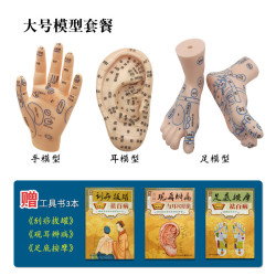 大号按摩针灸手足耳模型不易掉色刻字清晰环保材质