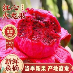 惠食一族 金都一号火龙果 带箱 5 斤 200-300g