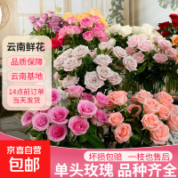 京东 玫瑰鲜花云南基地直发居家水养插花七夕礼物送人 随机玫瑰30枝(2-3种颜色)40cm起