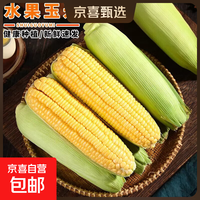 京喜 云南现摘现发可生吃水果玉米非转基因甜嫩玉米包邮  9斤净重