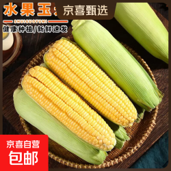 京喜 云南现摘现发可生吃水果玉米非转基因甜嫩玉米包邮  9斤净重