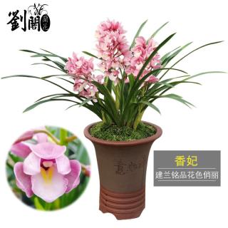 劉閣蘭花 刘阁兰花 香妃兰花苗 3苗带盆土肥